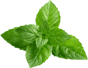 Peppermint Clipart Peppermint Plant - Foglia Menta Piperita, HD Png Download PNG
