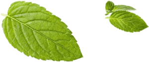 Green Mint Leaf Peppermint Free Download Png Hq - Transparent Mint Leaf Peppermint Png, Png Download PNG