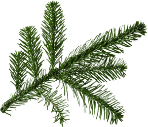 Clip Art Fir For Free - Pine Tree Branch Png, Transparent Png PNG with transparent background