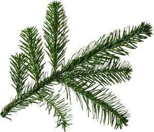 Fresh Pine Branch Transparent Background PNG Image