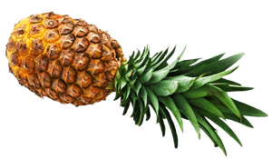 Fresh Pineapple Isolated.png PNG image with transparent background