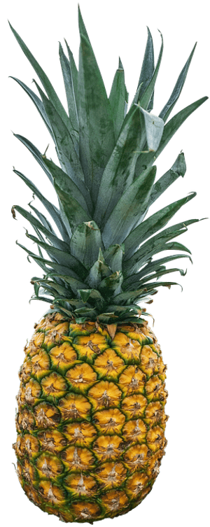 Fresh Pineapple Standing PNG image with transparent background