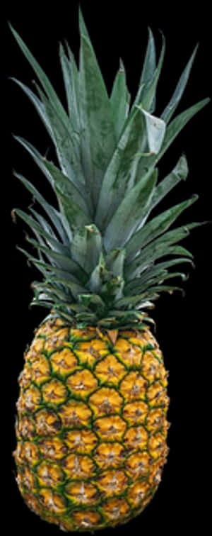 Fresh Pineappleon Black Background.jpg PNG image with transparent background