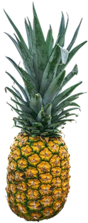 Fresh Pineappleon Black Background.jpg PNG Image