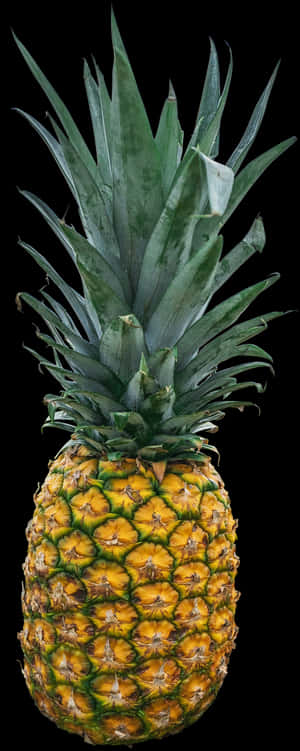 Fresh Pineappleon Black Background.jpg PNG image with transparent background