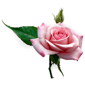 Fresh Pink Rose PNG igv66 PNG image with transparent background