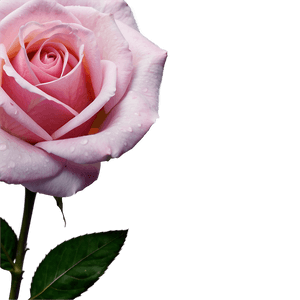 Fresh Pink Rose PNG vxf89 PNG image with transparent background