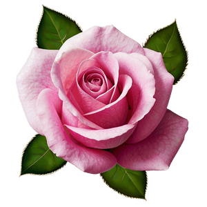 Fresh Pink Rose PNG yit PNG image with transparent background