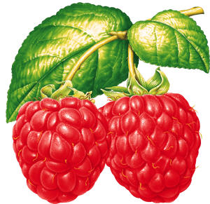 Fruit Clipart Tropical Fruit - Red Raspberry Clipart, HD Png Download PNG image with transparent background