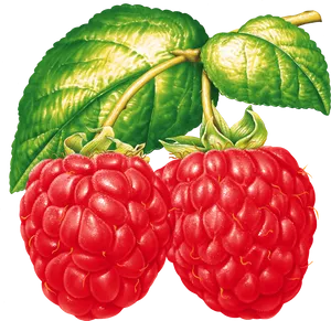 Fresh Raspberries With Leaves PNG Image