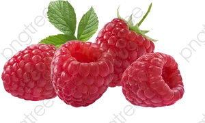 Fresh Raspberrieswith Leaves.png PNG Image