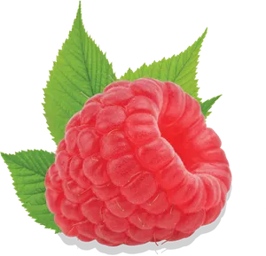 Fresh Raspberrywith Leaves.png PNG Image