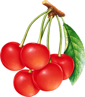 Fresh Red Cherrieswith Leaf PNG Image