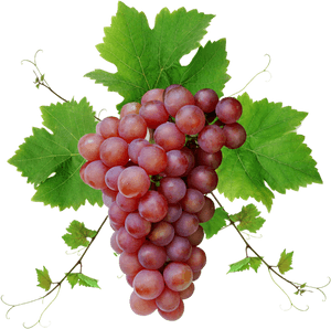 Grape Png Image Download, Free Picture - Grapes Images Png, Transparent Png PNG image with transparent background