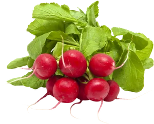 Fresh Red Radishes Bunch.png PNG Image