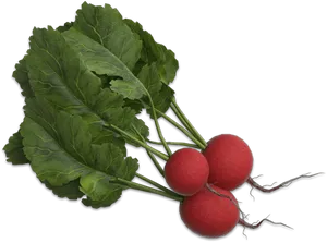 Fresh Red Radisheswith Greens.png PNG Image