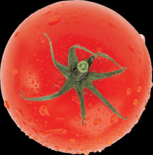 Top View Fresh Tomato - Tomato, HD Png Download PNG image with transparent background