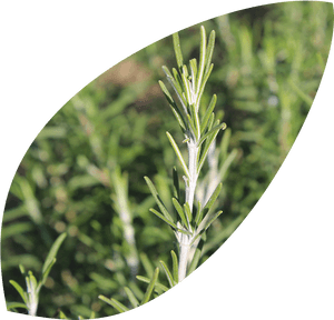 Lavandula Dentata, HD Png Download PNG with transparent background
