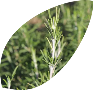 Fresh Rosemary Sprig Garden Background PNG Image