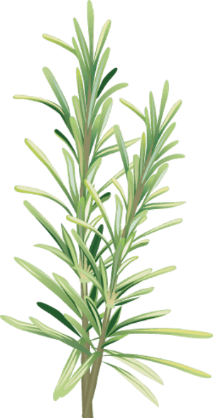 Spices And Herbs - Rosemary Clipart, HD Png Download PNG with transparent background