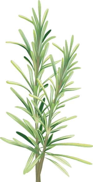 Fresh Rosemary Sprig Illustration PNG Image