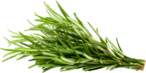 Transparent Rosemary Png - Rosemary Transparent, Png Download PNG image with transparent background