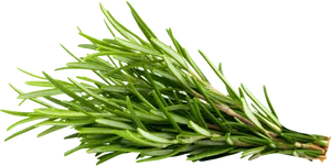 Fresh Rosemary Sprig P N G PNG Image