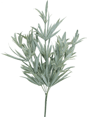 Transparent Rosemary Png - Rosemary Bush Png, Png Download PNG image with transparent background