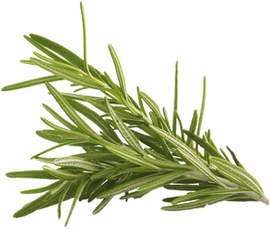 Evergreen, HD Png Download PNG image with transparent background