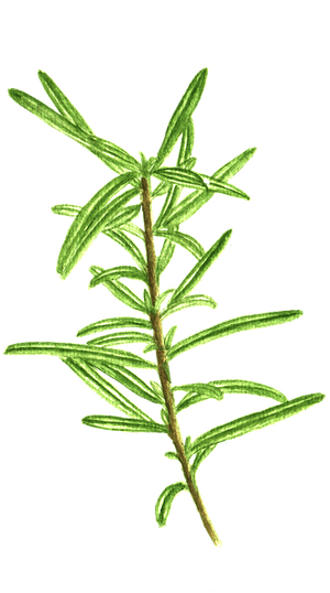 Plant Stem, HD Png Download PNG with transparent background