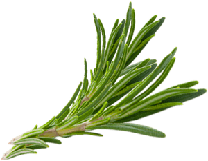 Hair Herb Thymes Rosemary Herbs Download Free Image - Rosemary Herb Png, Transparent Png PNG image with transparent background