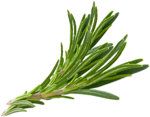 Fresh Rosemary Sprig.png PNG Image