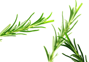 Rosemary Png Pic - Para Que Sirve La Romero, Transparent Png PNG with transparent background