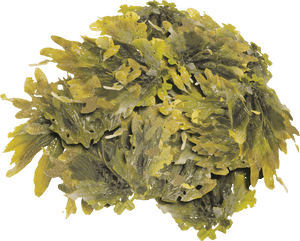 Miscreated Wiki - Macrocystis, HD Png Download PNG with transparent background