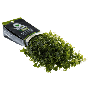 Fresh Seaweed PNG 05242024 PNG image with transparent background