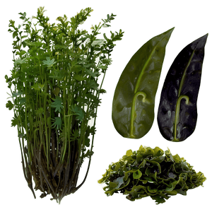 Fresh Seaweed PNG dxg18 PNG image with transparent background