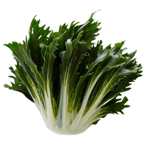 Fresh Seaweed PNG fpg15 PNG image with transparent background