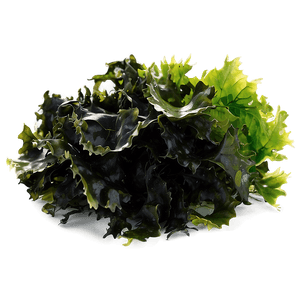 Fresh Seaweed PNG vng51 PNG image with transparent background