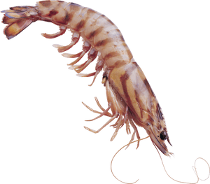 Shrimps Png - Transparent Shrimp, Png Download PNG with transparent background