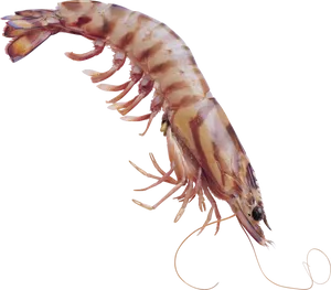 Fresh Shrimp Isolatedon Transparent Background PNG Image