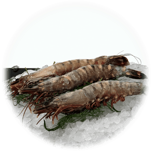 Caridean Shrimp, HD Png Download PNG image with transparent background