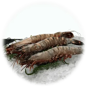 Fresh Shrimpon Ice PNG Image