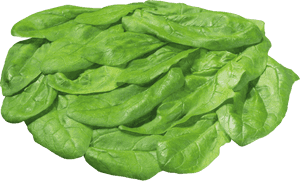 Lettuce With No Background, HD Png Download PNG image with transparent background