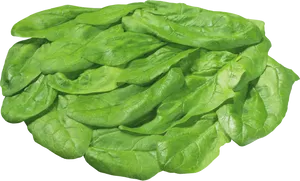 Fresh Spinach Leaves Isolated PNG Image