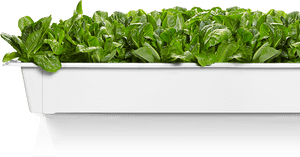 Vegetables Plantation Png - Vegetable Garden Png, Transparent Png PNG image with transparent background