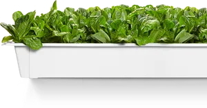 Fresh Spinach Leavesin Planter PNG Image