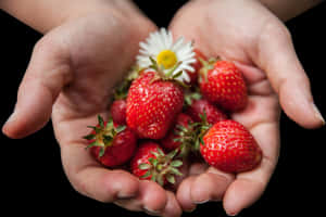 Fresh Strawberriesin Handswith Daisy.jpg PNG image with transparent background
