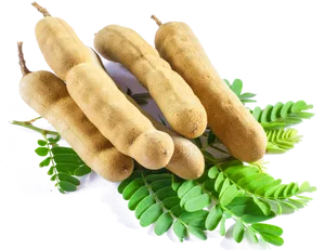 Fresh Tamarind Podsand Leaves PNG Image