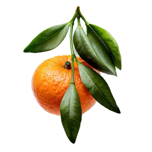 Fresh Tangerine Png 69 PNG Image