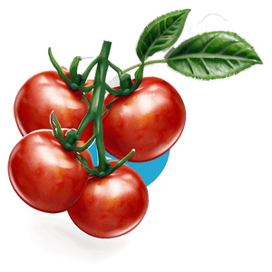 Fresh Tomato Plant PNG 06212024 PNG